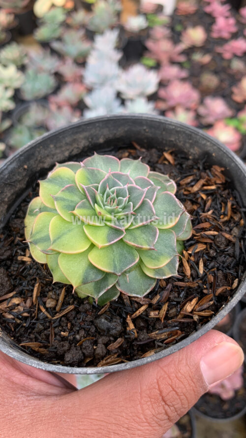 Graptopetalum Bellum Variegated, real gallery image #9 plants. Picture taken directly from kaktus.id community Graptopetalum farmer green houses.