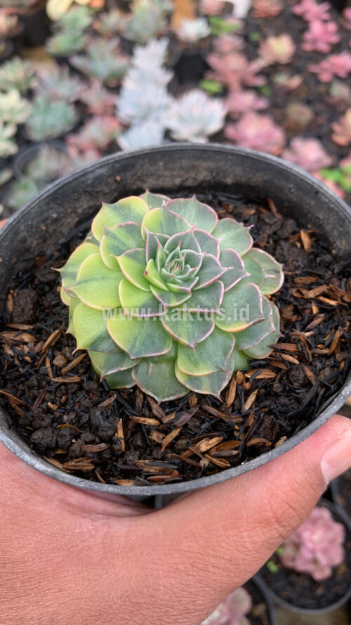 Graptopetalum Bellum Variegated, real gallery image #11 plants. Picture taken directly from kaktus.id community Graptopetalum farmer green houses.