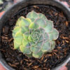 Graptopetalum Bellum Variegated, real feature image plant. Picture taken directly from kaktus.id community Graptopetalum farmer green houses.