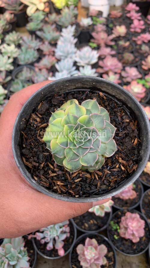 Graptopetalum Bellum Variegated, real gallery image #12 plants. Picture taken directly from kaktus.id community Graptopetalum farmer green houses.