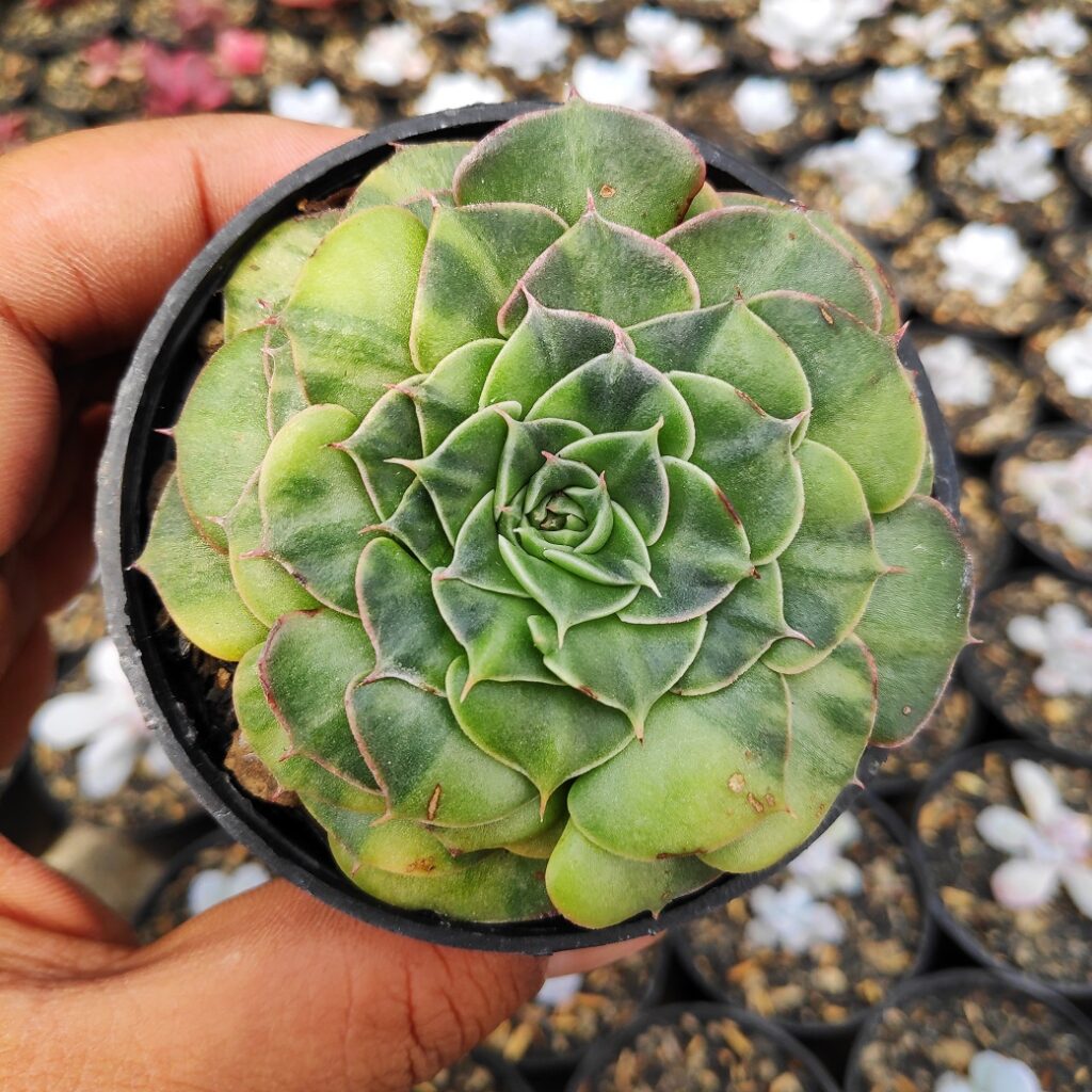 kaktus.id