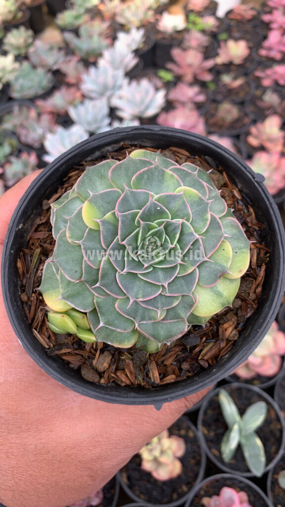 kaktus.id