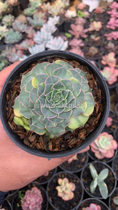 Graptopetalum Bellum Variegated, real gallery image #2 plants. Picture taken directly from kaktus.id community Graptopetalum farmer green houses.