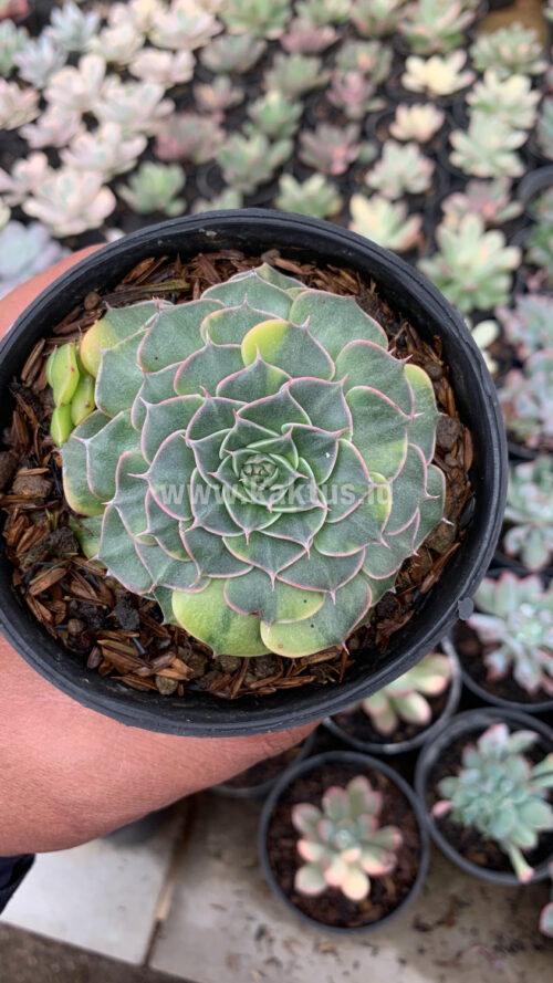 Graptopetalum Bellum Variegated, real gallery image #3 plants. Picture taken directly from kaktus.id community Graptopetalum farmer green houses.