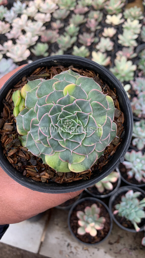 kaktus.id