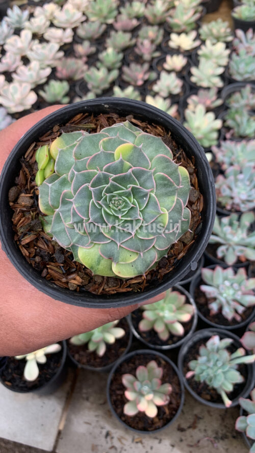 Graptopetalum Bellum Variegated, real gallery image #6 plants. Picture taken directly from kaktus.id community Graptopetalum farmer green houses.