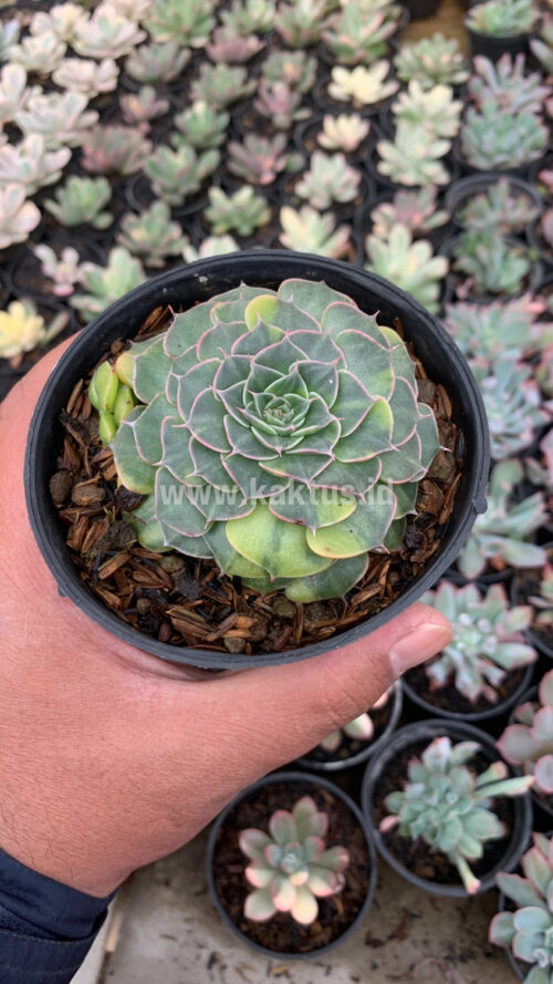 Graptopetalum Bellum Variegated, real gallery image #7 plants. Picture taken directly from kaktus.id community Graptopetalum farmer green houses.