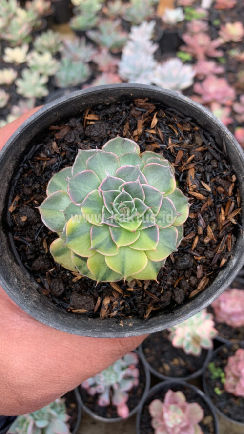 Graptopetalum Bellum Variegated, real gallery image #8 plants. Picture taken directly from kaktus.id community Graptopetalum farmer green houses.