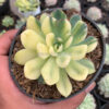 Echeveria Pulidonis Yellow Variegated, real feature image plant. Picture taken directly from kaktus.id community Echeveria farmer green houses.