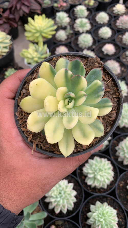 Echeveria Pulidonis Yellow Variegated, real gallery image #8 plants. Picture taken directly from kaktus.id community Echeveria farmer green houses.