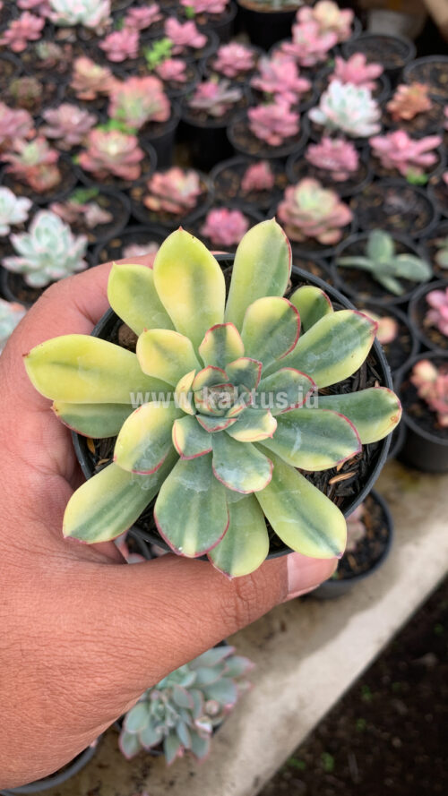 Echeveria Pulidonis Yellow Variegated, real gallery image #3 plants. Picture taken directly from kaktus.id community Echeveria farmer green houses.