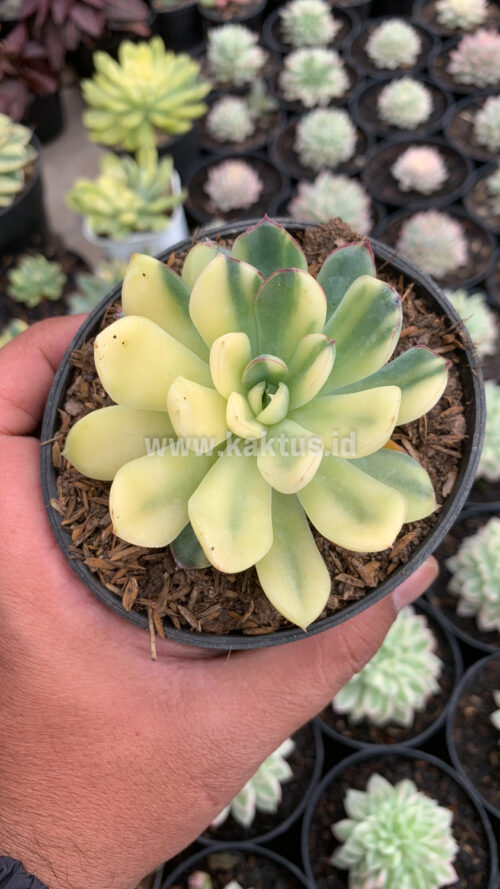 Echeveria Pulidonis Yellow Variegated, real gallery image #6 plants. Picture taken directly from kaktus.id community Echeveria farmer green houses.
