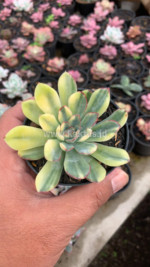 Echeveria Pulidonis Yellow Variegated, real gallery image #5 plants. Picture taken directly from kaktus.id community Echeveria farmer green houses.