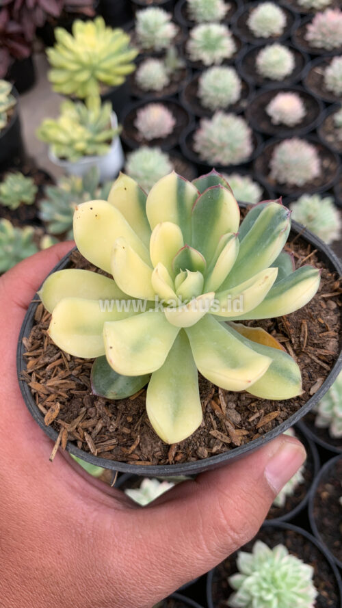Echeveria Pulidonis Yellow Variegated, real gallery image #2 plants. Picture taken directly from kaktus.id community Echeveria farmer green houses.