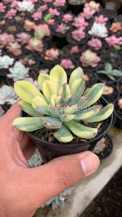 Echeveria Pulidonis Yellow Variegated, real gallery image #7 plants. Picture taken directly from kaktus.id community Echeveria farmer green houses.