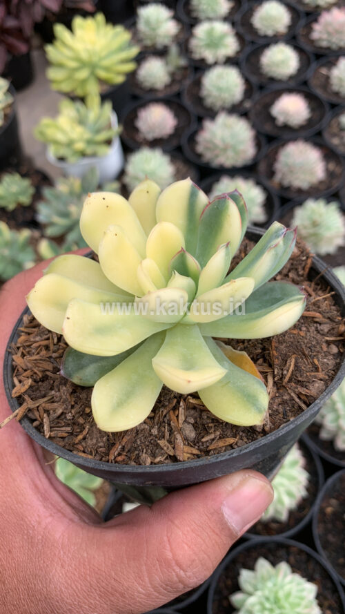Echeveria Pulidonis Yellow Variegated, real gallery image #4 plants. Picture taken directly from kaktus.id community Echeveria farmer green houses.