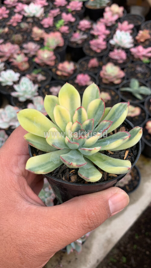 Echeveria Pulidonis Yellow Variegated, real gallery image #9 plants. Picture taken directly from kaktus.id community Echeveria farmer green houses.