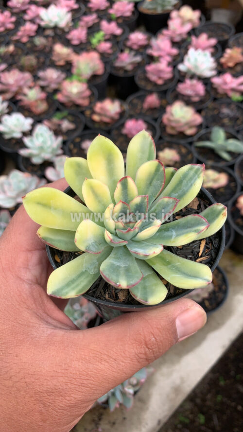 Echeveria Pulidonis Yellow Variegated, real gallery image #10 plants. Picture taken directly from kaktus.id community Echeveria farmer green houses.