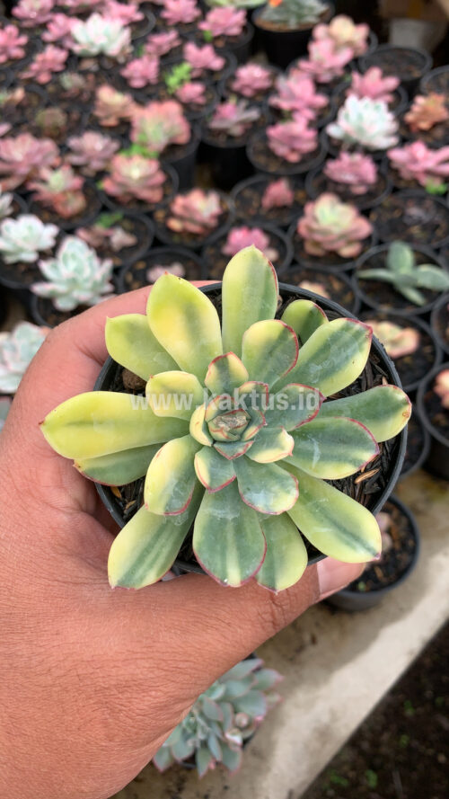Echeveria Pulidonis Yellow Variegated, real gallery image #11 plants. Picture taken directly from kaktus.id community Echeveria farmer green houses.