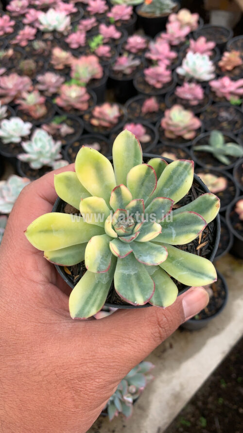 Echeveria Pulidonis Yellow Variegated, real gallery image #12 plants. Picture taken directly from kaktus.id community Echeveria farmer green houses.