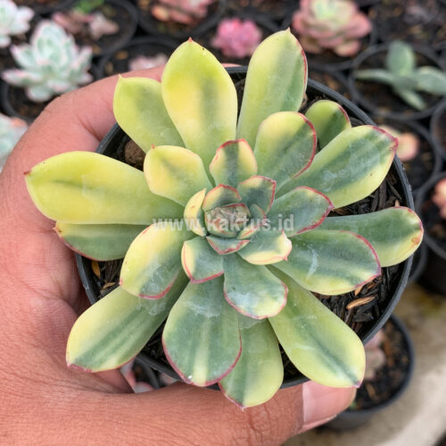 Echeveria Pulidonis Yellow Variegated, real gallery image #1 plants. Picture taken directly from kaktus.id community Echeveria farmer green houses.