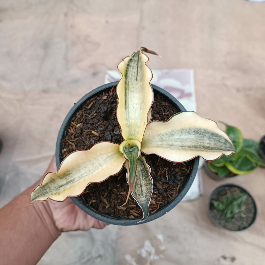 kaktus.id