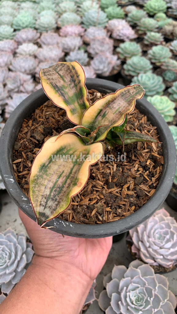 kaktus.id