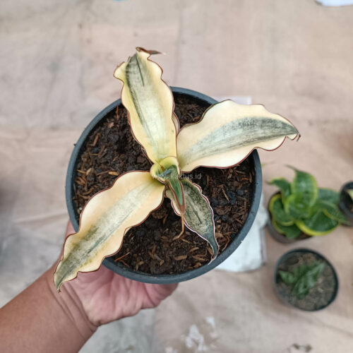 Sansevieria Kirkii Brown Rosettete Variegated, real gallery image #5 plants. Picture taken directly from kaktus.id community Sansevieria farmer green houses.