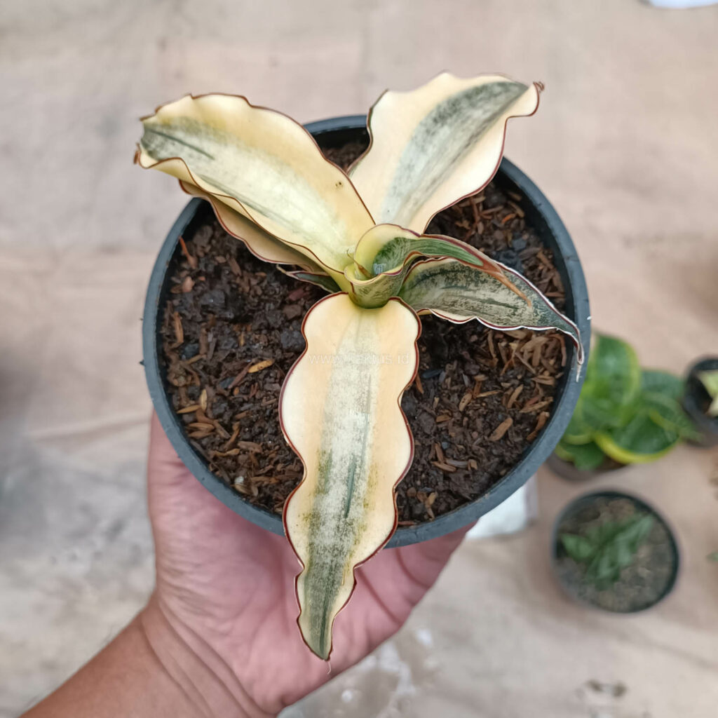 kaktus.id