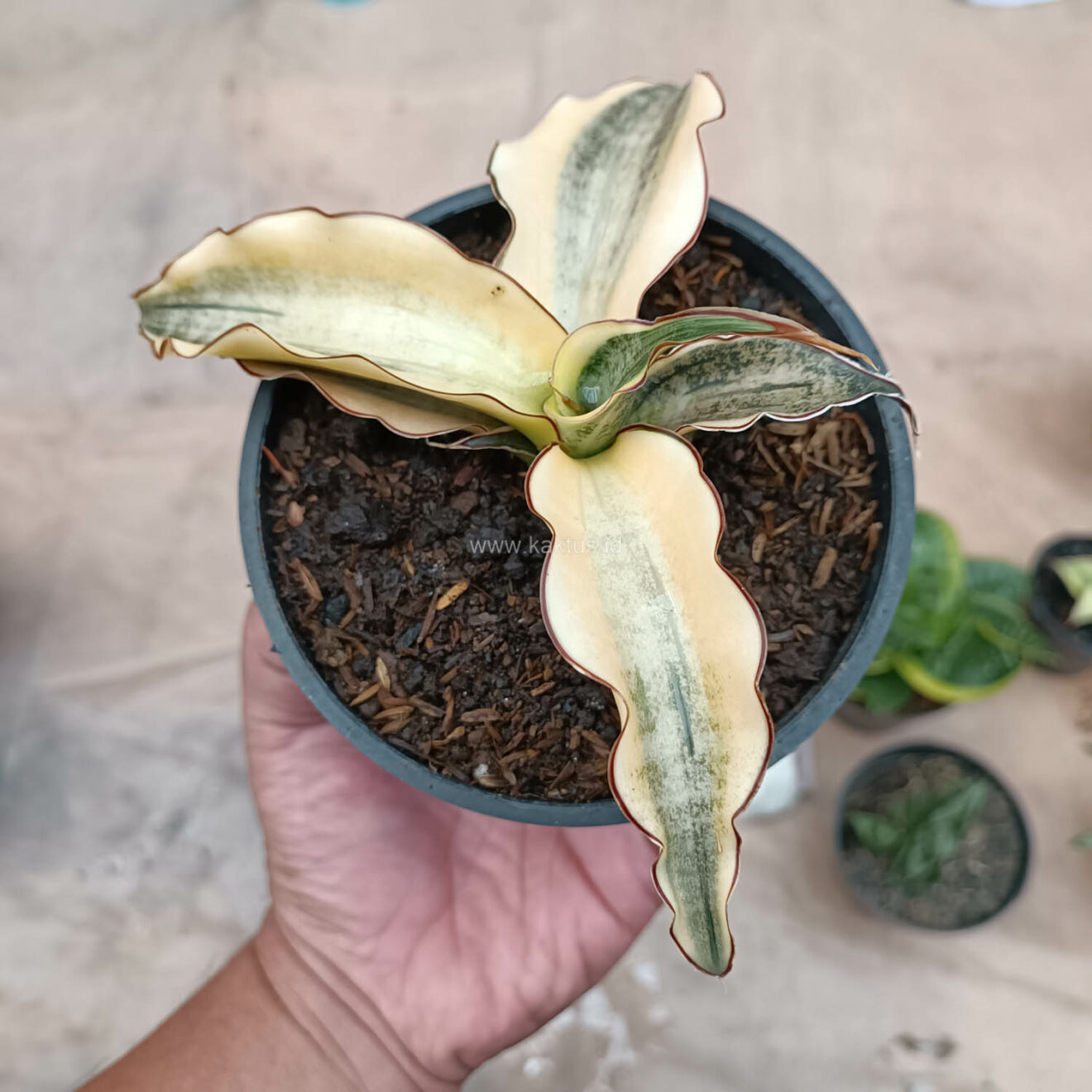Sansevieria Kirkii Brown Rosettete Variegated, real gallery image #3 plants. Picture taken directly from kaktus.id community Sansevieria farmer green houses.