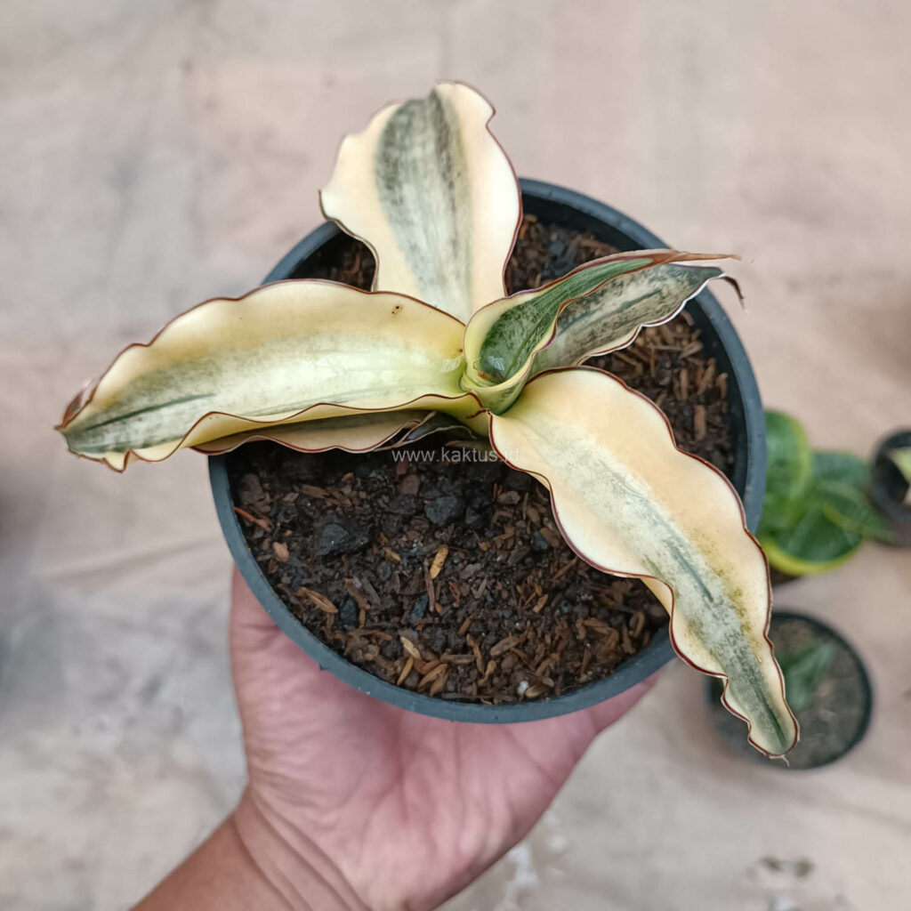 kaktus.id