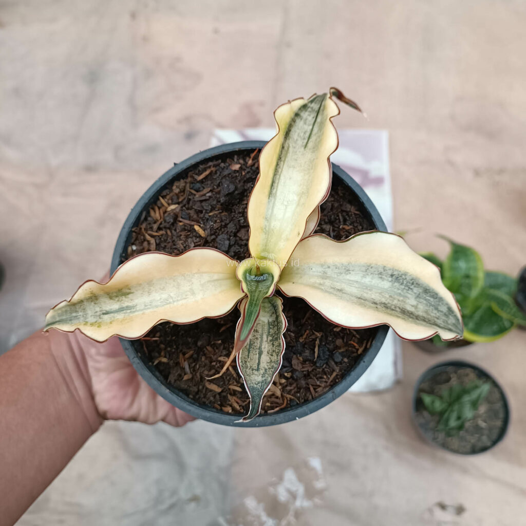 kaktus.id