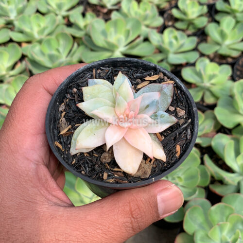 Echeveria Sang-a / Echeveria Blue Bird Variegated, real gallery image #12 plants. Picture taken directly from kaktus.id community Echeveria farmer green houses.