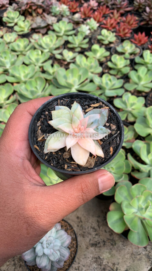 Echeveria Sang-a / Echeveria Blue Bird Variegated, real gallery image #1 plants. Picture taken directly from kaktus.id community Echeveria farmer green houses.
