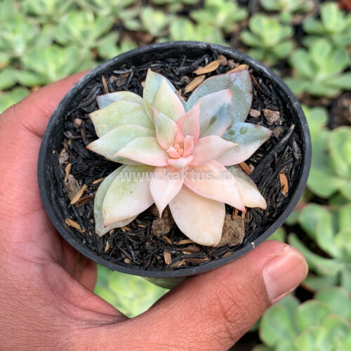 Echeveria Sang-a / Echeveria Blue Bird Variegated, real gallery image #9 plants. Picture taken directly from kaktus.id community Echeveria farmer green houses.