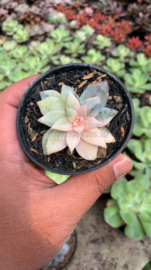 Echeveria Sang-a / Echeveria Blue Bird Variegated, real gallery image #11 plants. Picture taken directly from kaktus.id community Echeveria farmer green houses.