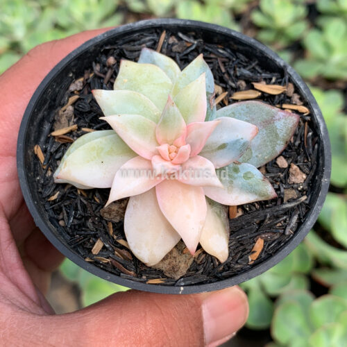 Echeveria Sang-a / Echeveria Blue Bird Variegated, real gallery image #7 plants. Picture taken directly from kaktus.id community Echeveria farmer green houses.