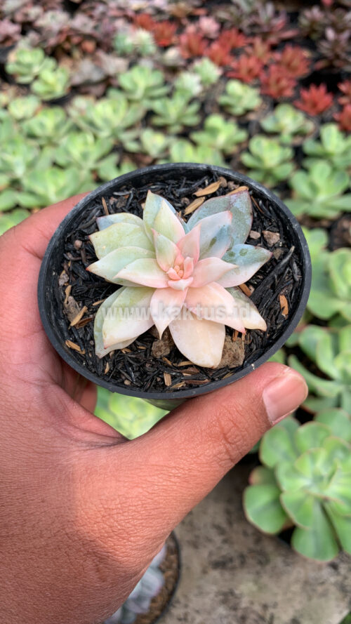 Echeveria Sang-a / Echeveria Blue Bird Variegated, real gallery image #10 plants. Picture taken directly from kaktus.id community Echeveria farmer green houses.