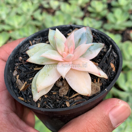 Echeveria Sang-a / Echeveria Blue Bird Variegated, real gallery image #4 plants. Picture taken directly from kaktus.id community Echeveria farmer green houses.