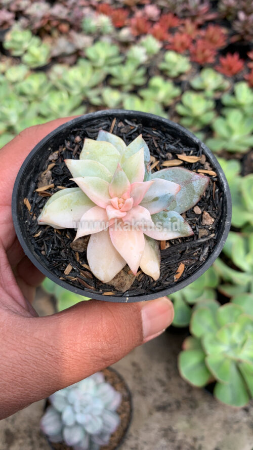 Echeveria Sang-a / Echeveria Blue Bird Variegated, real gallery image #8 plants. Picture taken directly from kaktus.id community Echeveria farmer green houses.