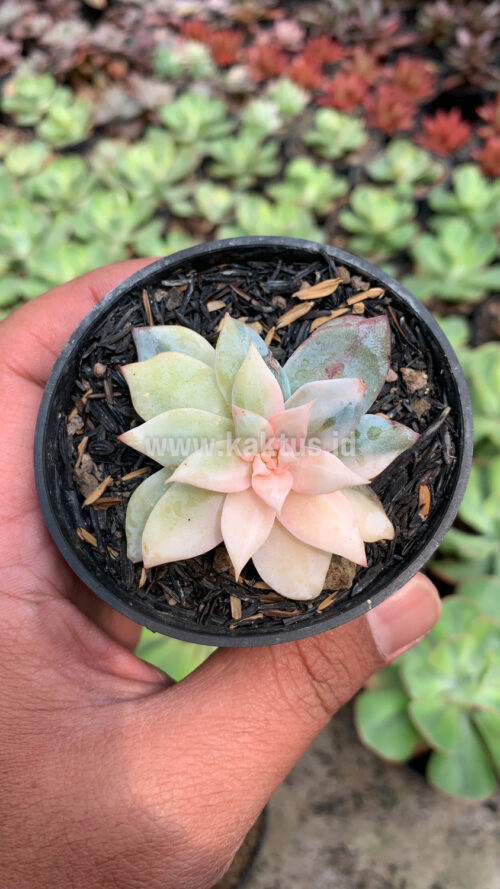 Echeveria Sang-a / Echeveria Blue Bird Variegated, real gallery image #6 plants. Picture taken directly from kaktus.id community Echeveria farmer green houses.