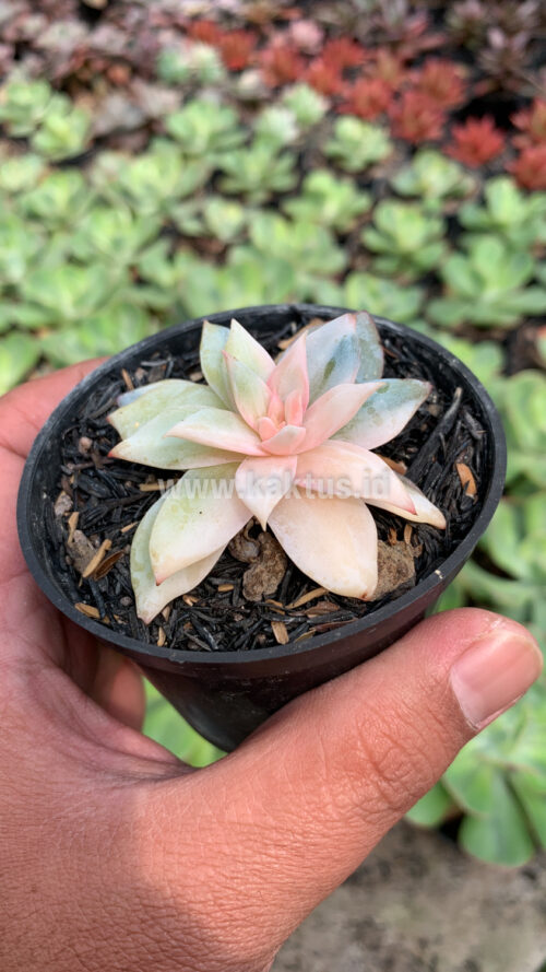 Echeveria Sang-a / Echeveria Blue Bird Variegated, real gallery image #5 plants. Picture taken directly from kaktus.id community Echeveria farmer green houses.