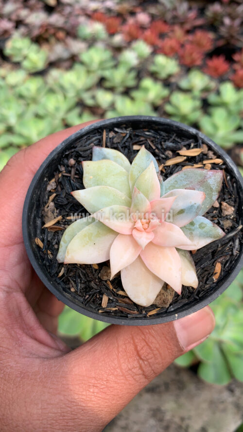 Echeveria Sang-a / Echeveria Blue Bird Variegated, real gallery image #3 plants. Picture taken directly from kaktus.id community Echeveria farmer green houses.