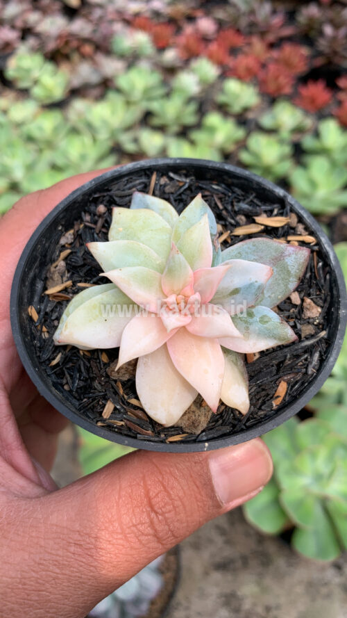 Echeveria Sang-a / Echeveria Blue Bird Variegated, real gallery image #2 plants. Picture taken directly from kaktus.id community Echeveria farmer green houses.