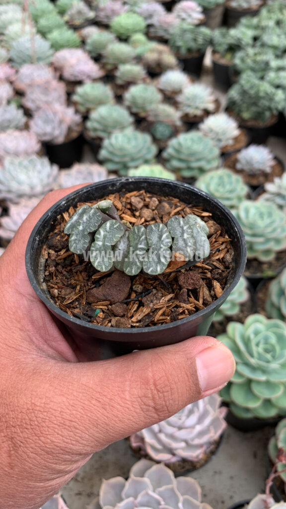 kaktus.id