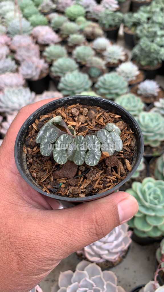 kaktus.id