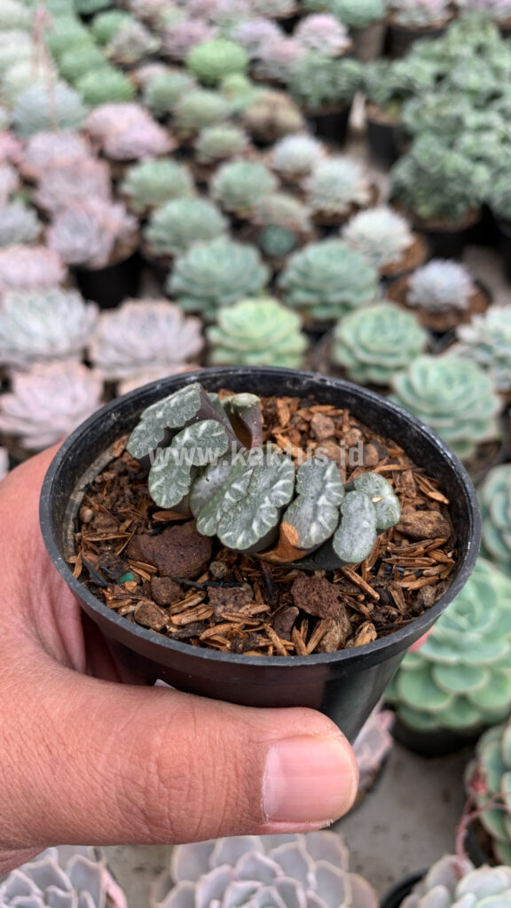 kaktus.id