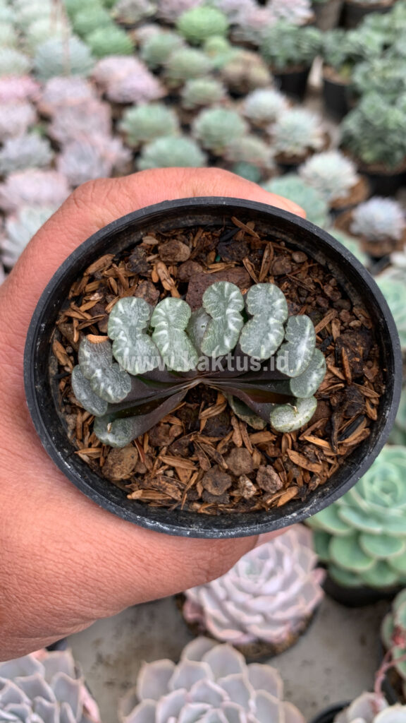 kaktus.id