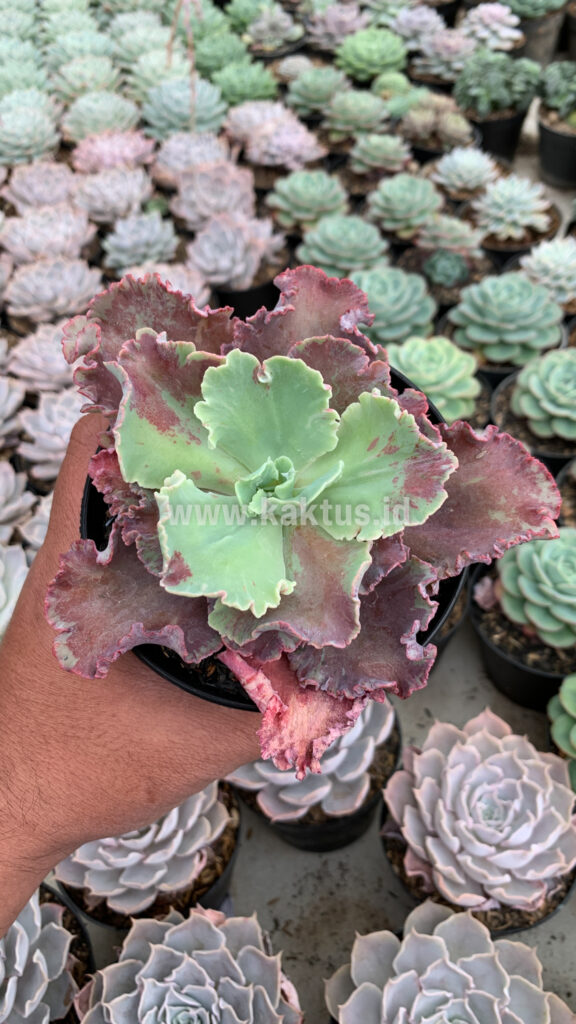 kaktus.id