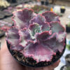 Echeveria Dragon Fin King Splash, real gallery image #6 plants. Picture taken directly from kaktus.id community Echeveria farmer green houses.